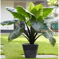 Black Stem Elephant Ear Bulbs for Planting Grow Stunning Black Elephant Ears Plants