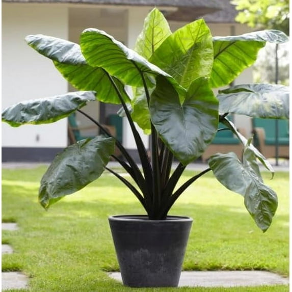 Black Stem Elephant Ear Bulbs for Planting - Grow Stunning Black Elephant Ears Plants - Colocasia Esculenta (3 Bulbs)