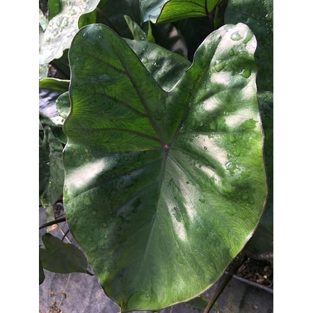 Black Stemmed Elephant Ear, One Plant in a Quart Pot