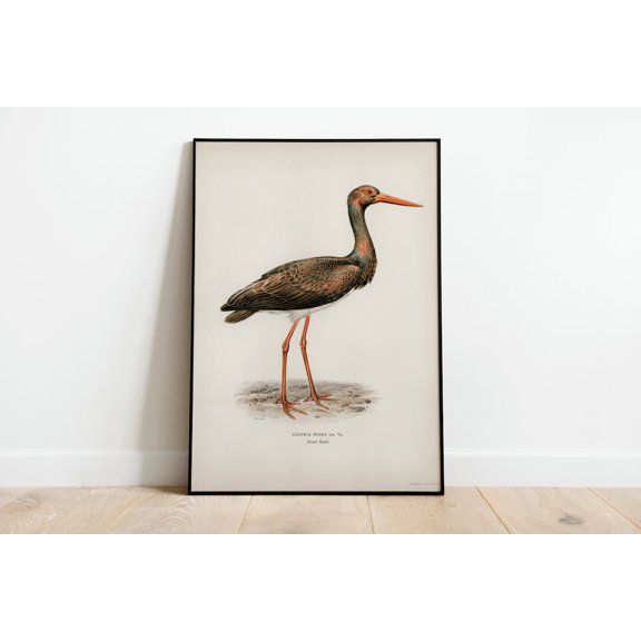 Black Stork Bird Wall Art Print Poster High Quality Archival Classic Home Decor Giclee Vintage Nature Artwork Print