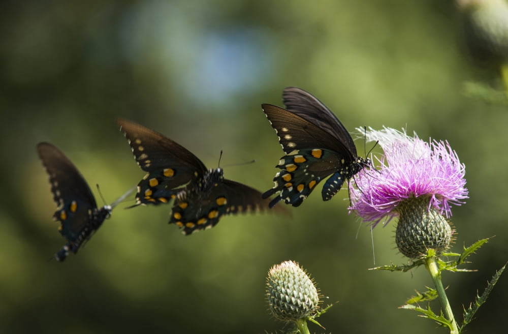 Black Swallowtail Butterflies (Papilio polyxenes) swarm around thistle blossom Tahlequah Oklahoma United States of America Canvas Art - Robert L Potts Design Pics (38 x 24)