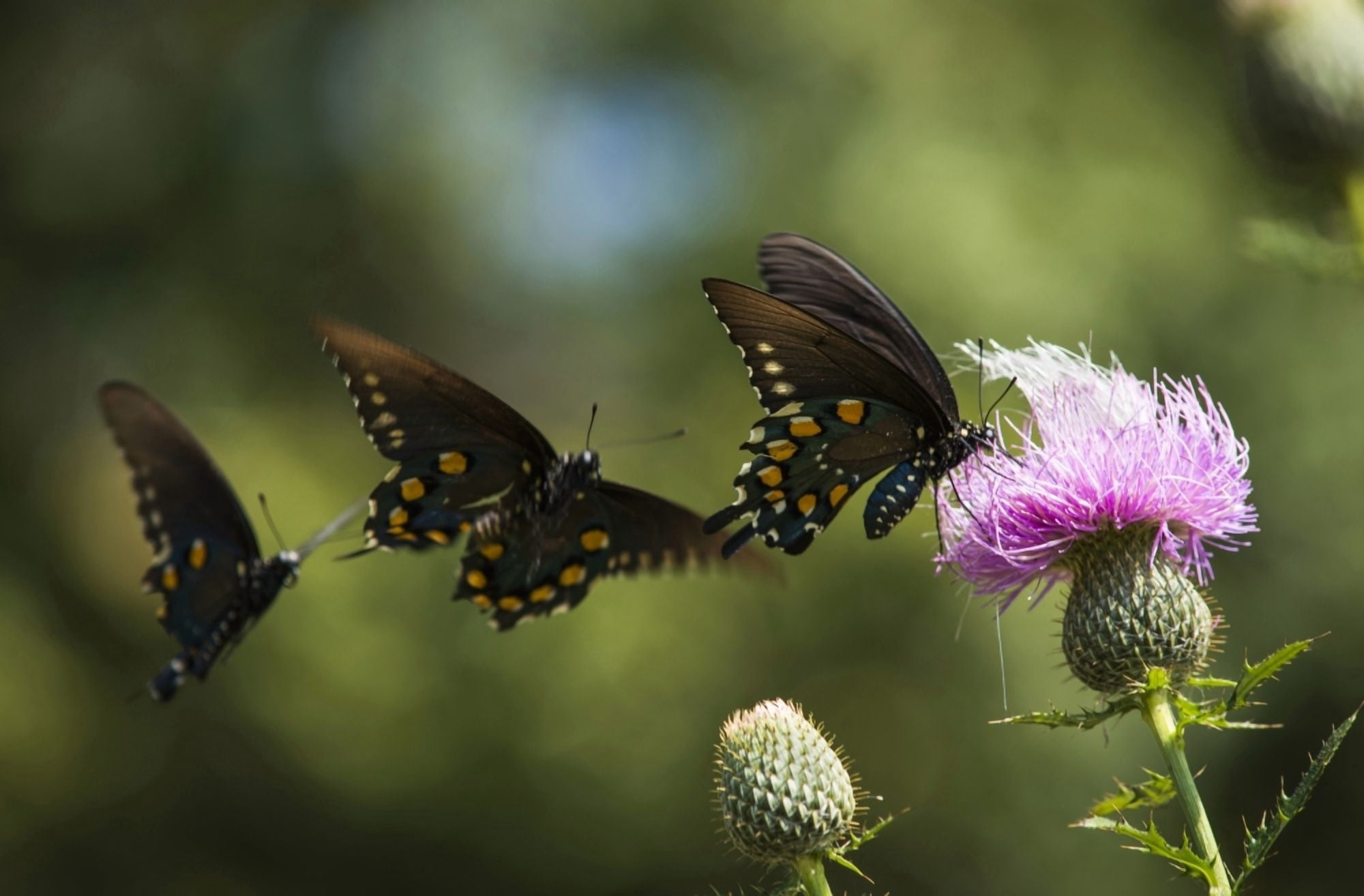 Black Swallowtail Butterflies (Papilio polyxenes) swarm around thistle blossom Tahlequah Oklahoma United States of America Canvas Art - Robert L Potts Design Pics (19 x 12)