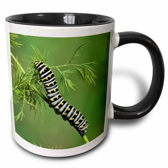 3drose, Black Swallowtail Caterpillar Eating Fennel, Hill Country, Texas, Usa, 11oz Two-tone Black Mug