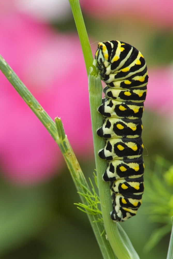 Black Swallowtail Caterpillar On Garden Dill Canvas Art - Mike Grandmaison  Design Pics (12 x 17)