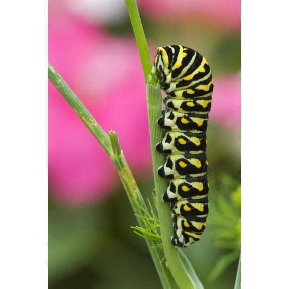 Black Swallowtail Caterpillar On Garden Dill Poster Print (24 x 34)