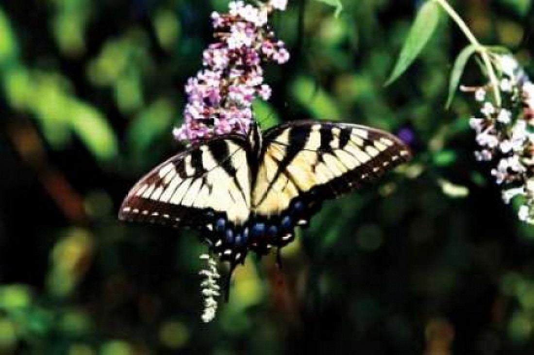 Black Swallowtail I Canvas Art - Alan Hausenflock (20 x 28)