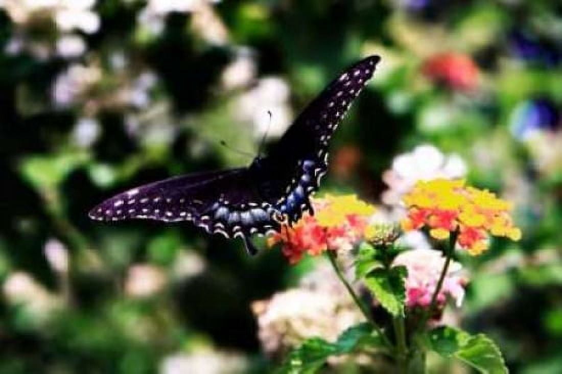 Black Swallowtail II Canvas Art - Alan Hausenflock (20 x 28)