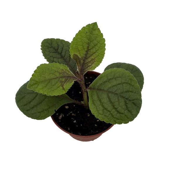 Black Swedish Ivy Plant - Plectranthus - 2.5" Pot - Gothic