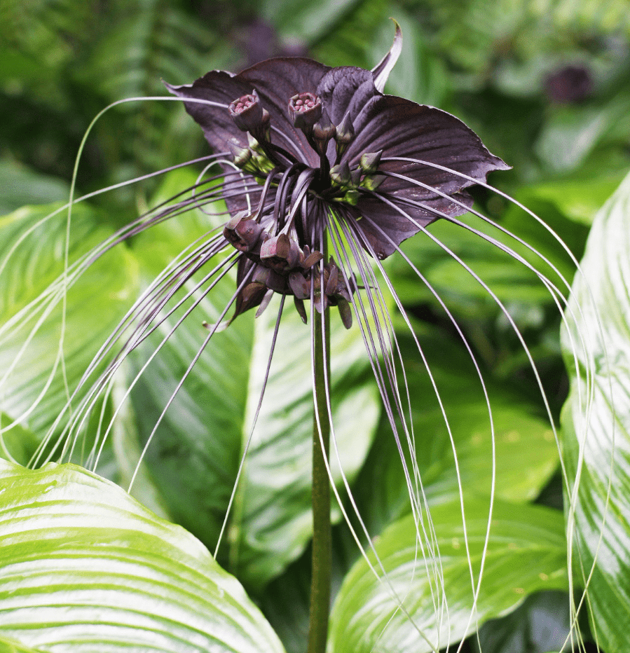 Black Tacca Plant Live in 4-7 Inch Tall, Black Bat Flower Houseplant Great for Indoor and Outdoor Gardening