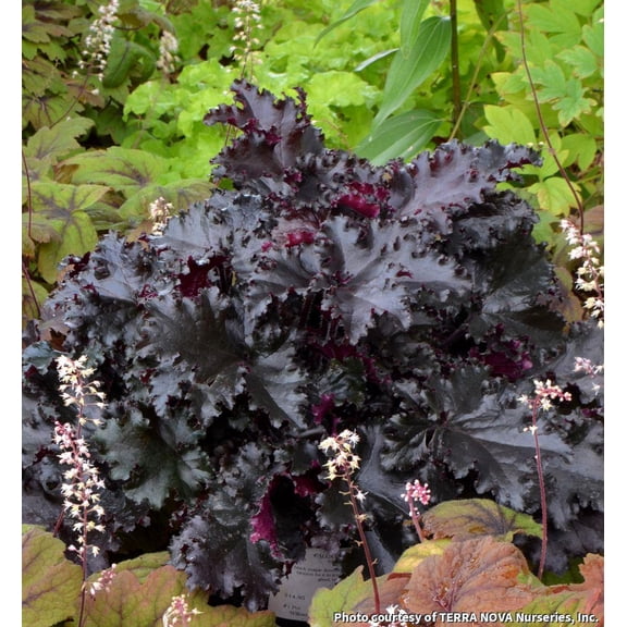 Black Taffeta Coral Bells - 1 Gallon Perennial
