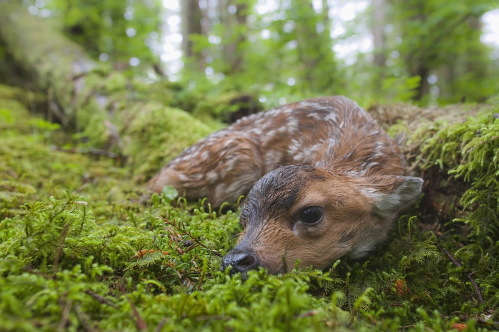 Black-Tailed Deer Fawn Lying In Moss Covered Rainforest Montague Island Prince William Sound Southcentral Alaska Summer Canvas Art - Milo Burcham Design Pics (19 x 12)