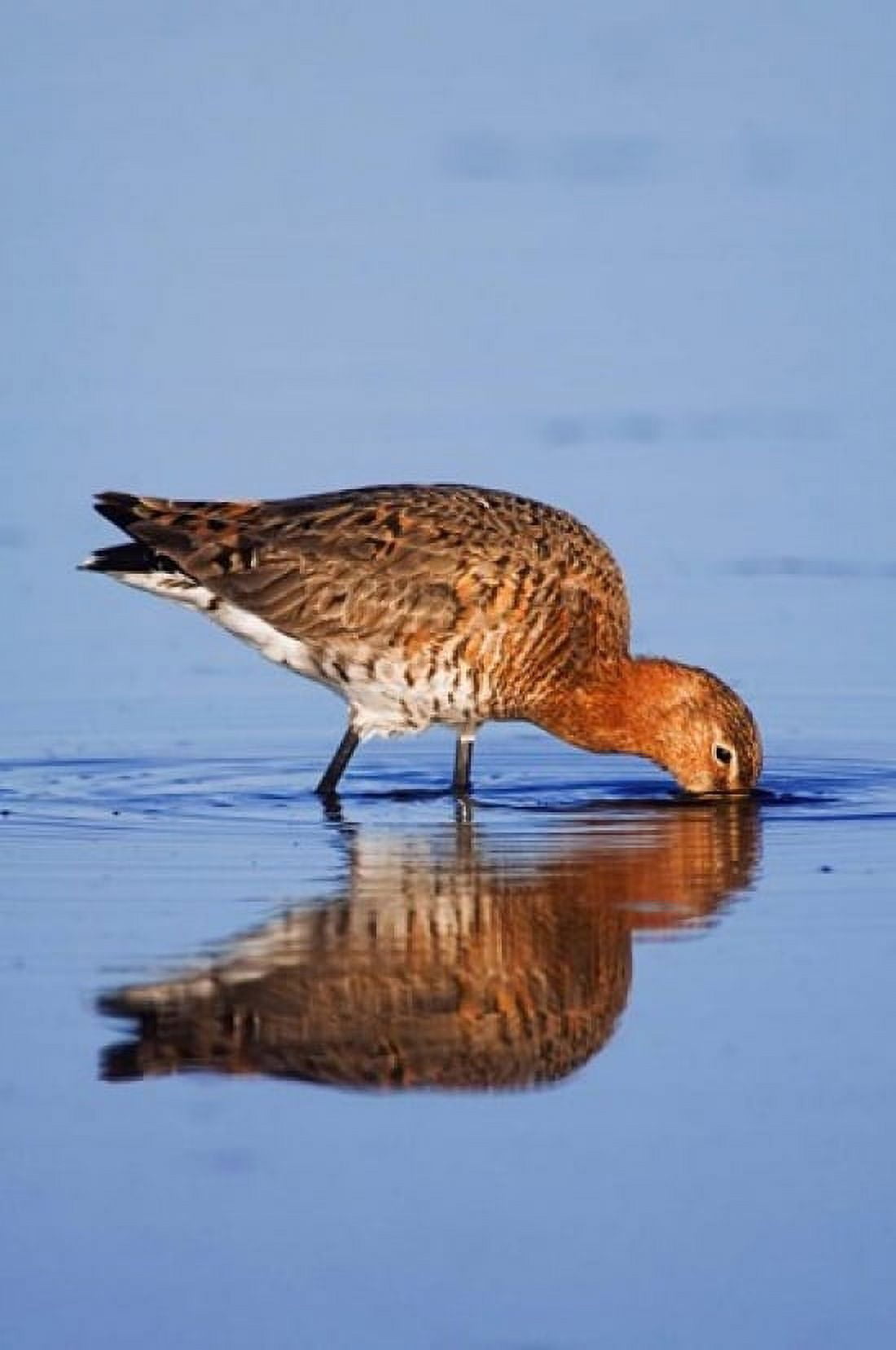 Black-Tailed Godwit Bird Canvas Art - Rolf Nussbaumer DanitaDelimont (24 x 36)