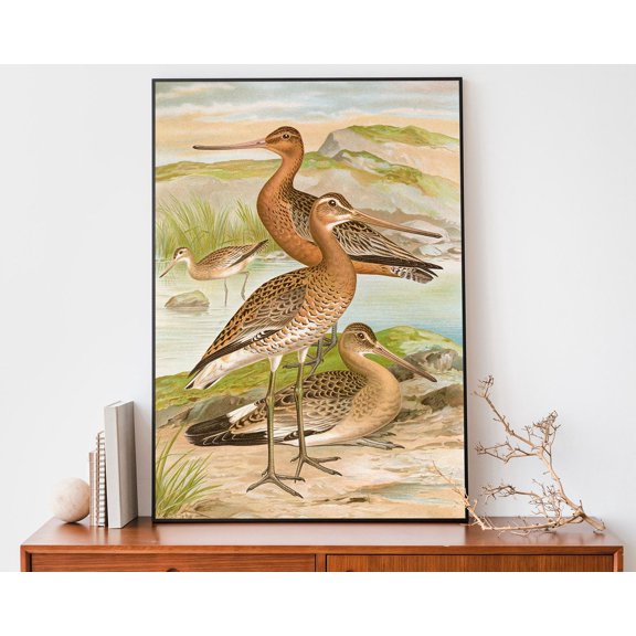 Black Tailed Godwit Vintage Art Print, Johann Friedrich Naumann Print, Bird Boho Wall Art Wall Art, Modern Wall Decor, 8x12 UNFRAMED
