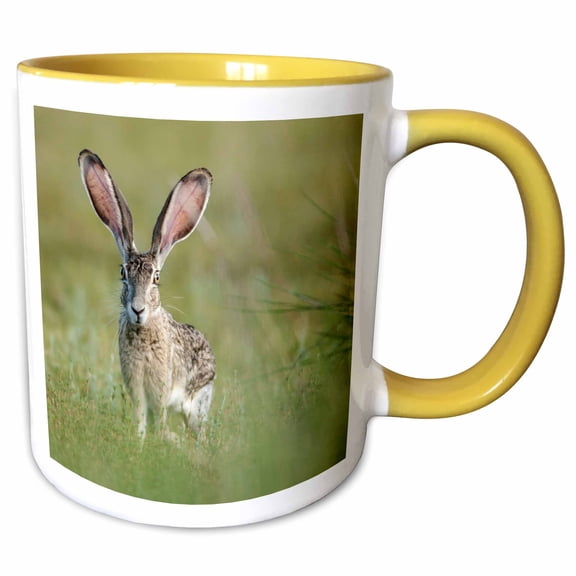 3drose, Black-tailed Jackrabbit, Lepus Californicus, Welder Flats, Texas, 11oz Two-tone Yellow Mug