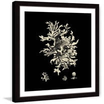 "Black & Tan Coral III" Framed Painting Print