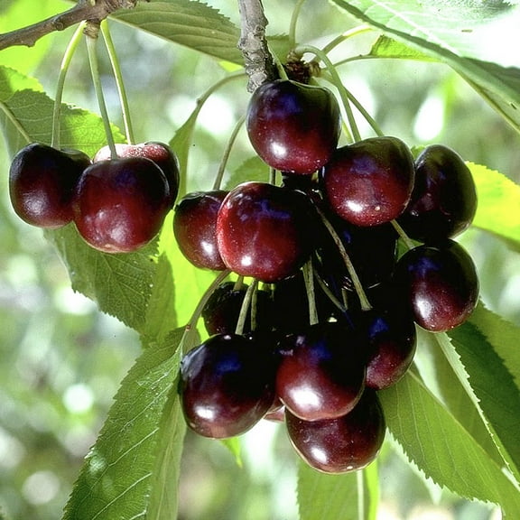 Black Tartarian Cherry Dormant Bare Root Starter Fruit Tree (1-Pack)