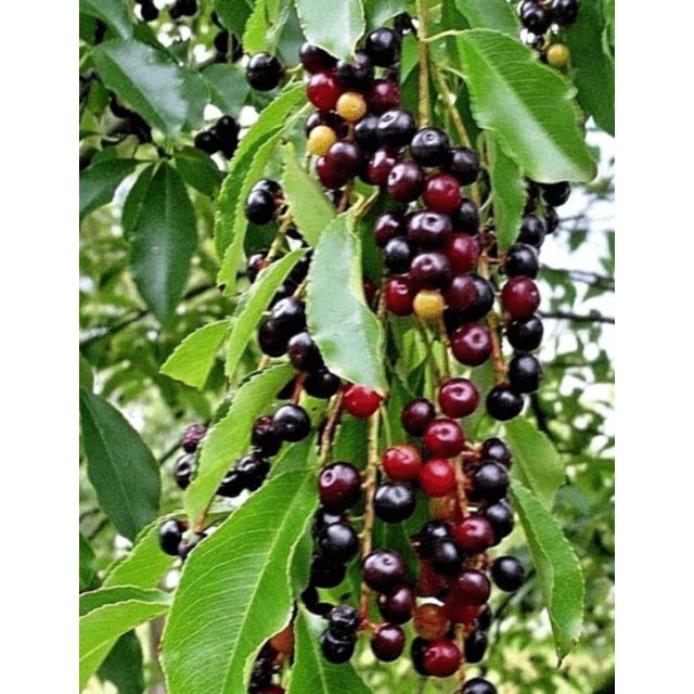 Black Tartarian Cherry Tree Seedling for Planting