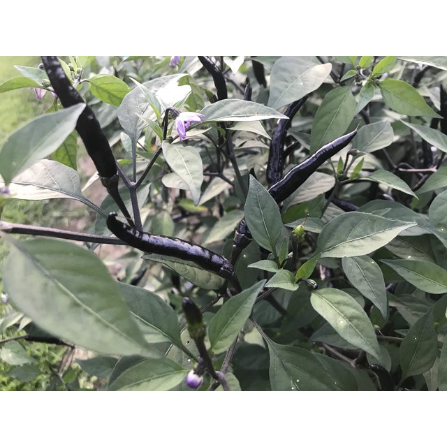 Black Thai Dragon Heirloom MMF7 Chili Pepper Premium Seed Packet + More