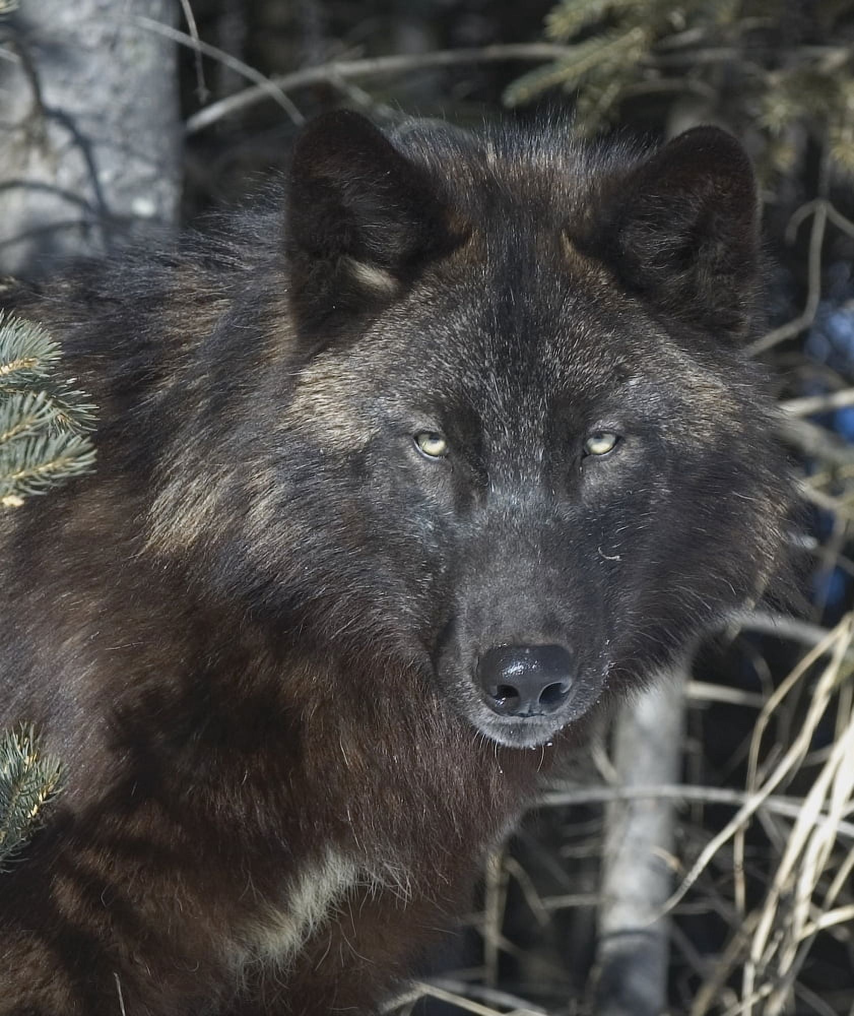 Black Timber Wolf Canvas Art - John Pitcher Design Pics (13 x 15)