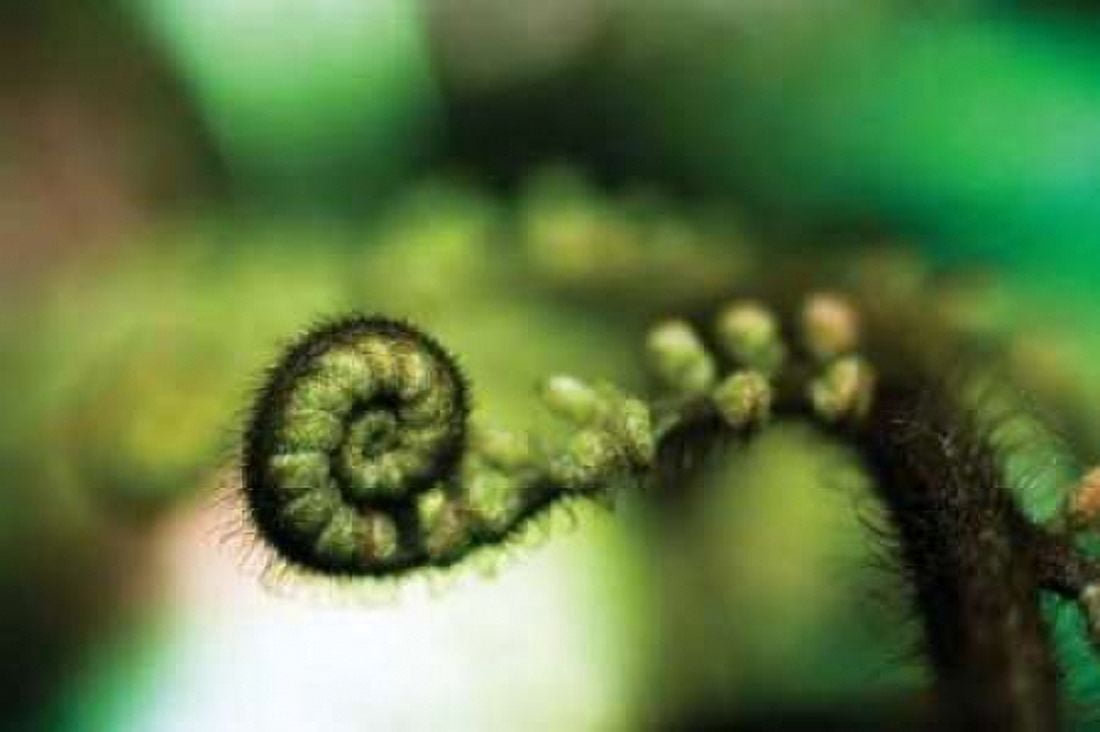 Black Tree Fern I Canvas Art - Bob Stefko (24 x 36)