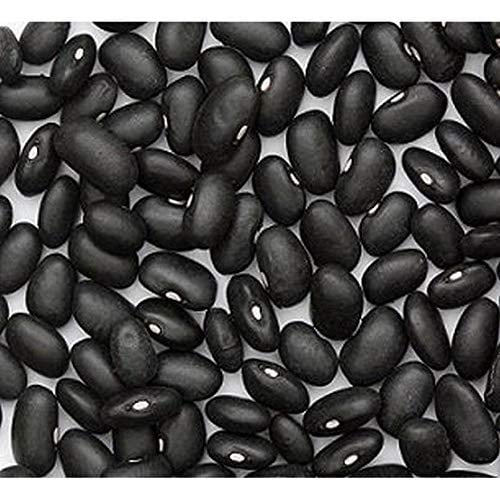 Black Turtle Heirloom Bush Bean - Hardy Plants Grow to 18-24" -Very Tasteful(25 - Seeds)