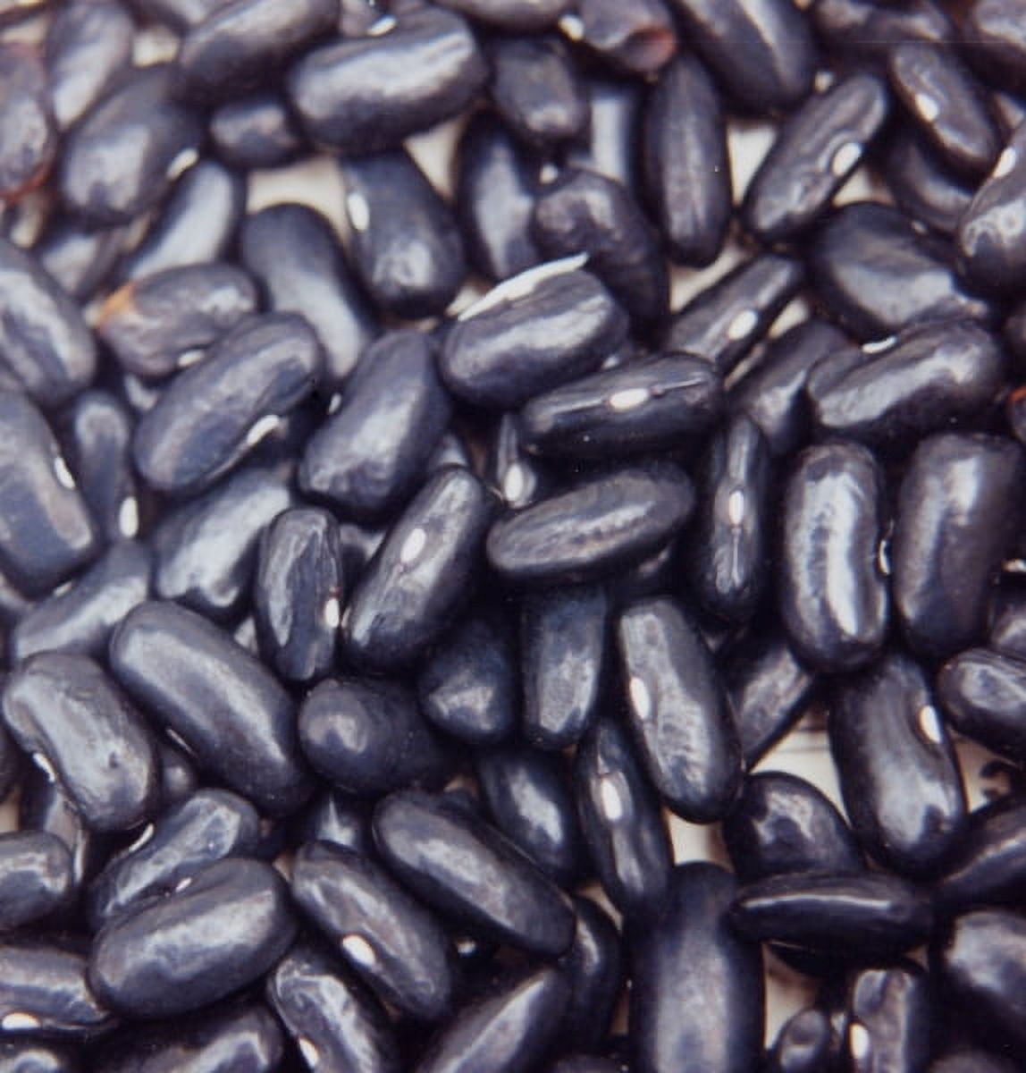 Black Valentine Bush Bean Seeds 100 Count Seed Pack Produce Loads