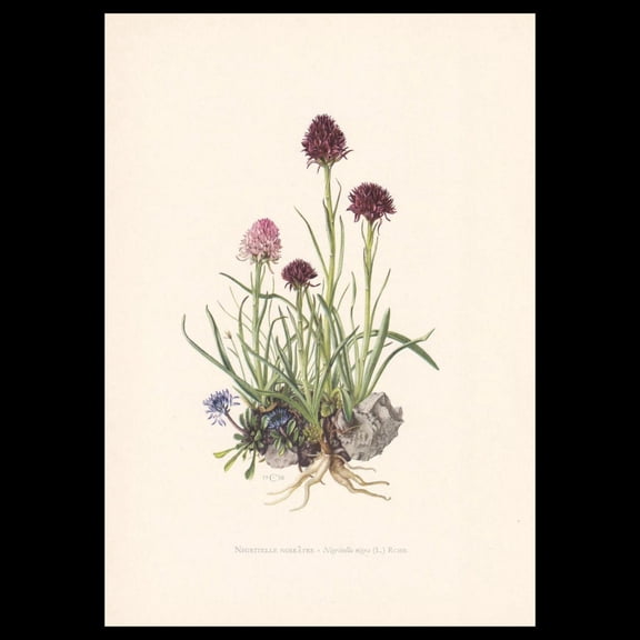 Black Vanilla Orchid Botanical Print, Unframed Paper Poster 8x10in