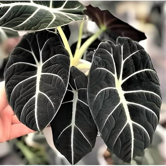 Black Velvet Alocasia Live Plant 4-7" Tall for Planting, Alocasia Reginula, Reginula Elephant Ear, Live Outdoor / Indoor Tropical Houseplant, Home / Office Decor, Easy Care