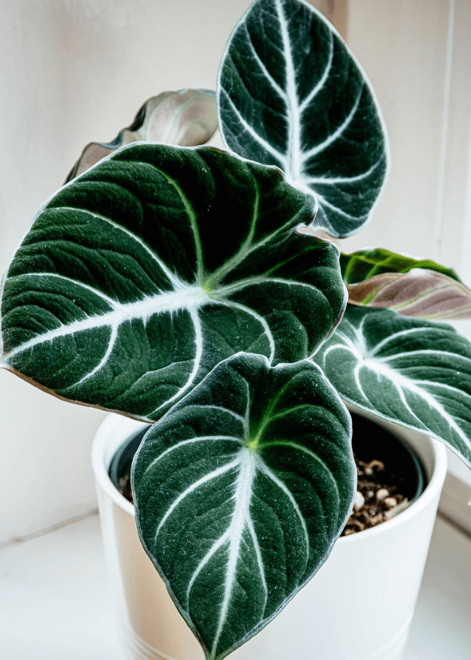 Black Velvet Alocasia Live Plant, Alocasia Indoor Houseplant for Home or Office, 5–7 Inch Tall