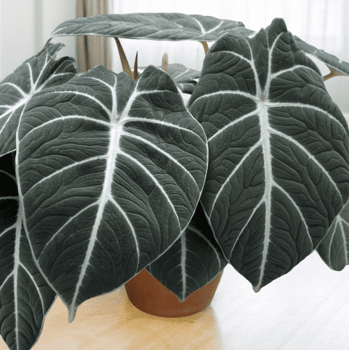 Black Velvet Alocasia Plant Live for Planting, Black Velvet Elephant Ear Plant for Indoor and Garden 4 to 6 Inch Tall - Dormant in Winter
