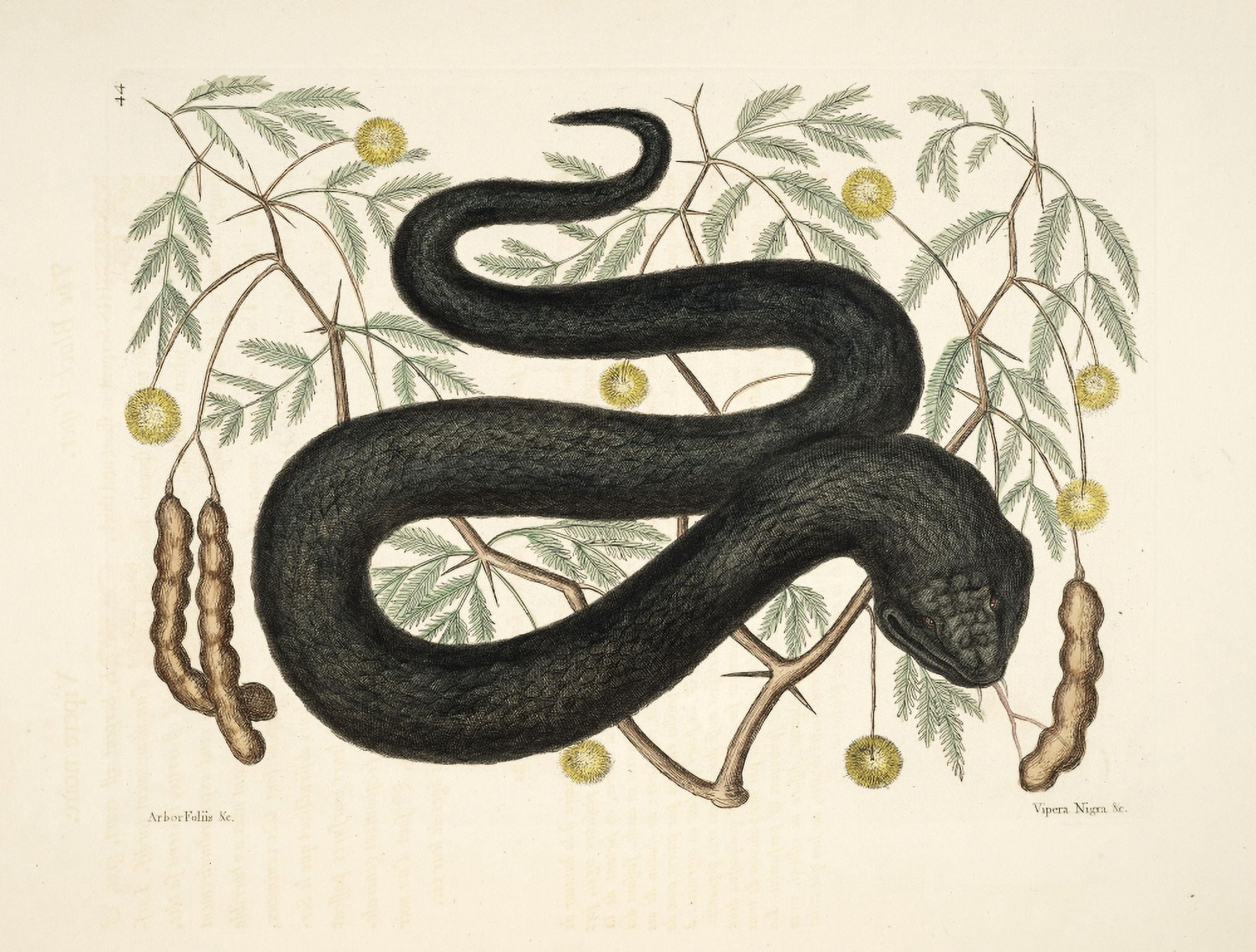 Black Viper Canvas Art - Mark Catesby (18 x 24)