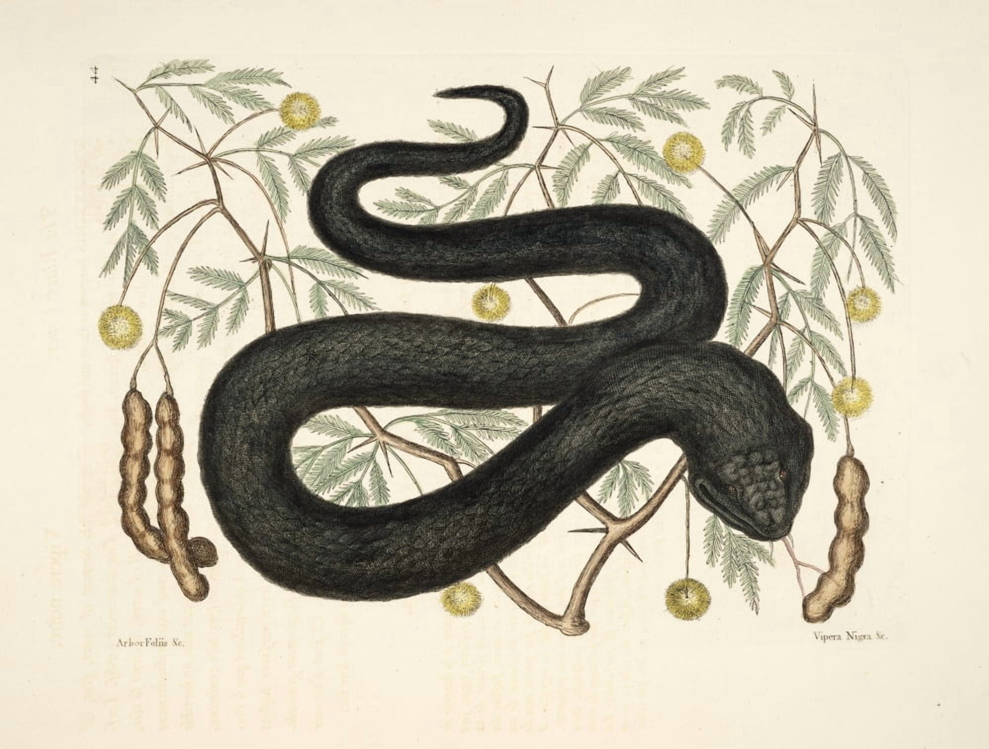 Black Viper Canvas Art - Mark Catesby (24 x 36)