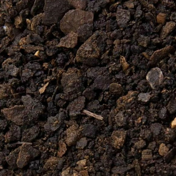 Black Walnut Parasites