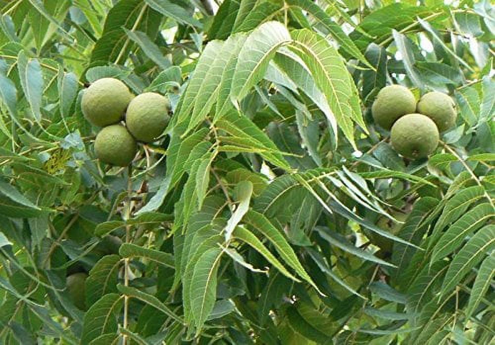 Spirca Tree Black Walnut, Juglans Nigra, (Northern Source), Tree 3 Seeds - Walmart.com