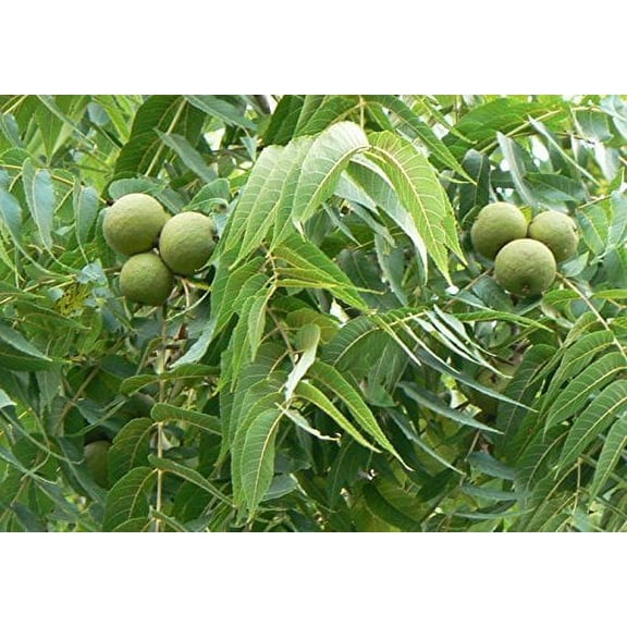 Black Walnut, Juglans Nigra, (Northern Source), Tree 3 Seeds