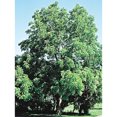 thumbnail image 1 of Black Walnut Tree Dormant Bare Root Starter Shade Tree (1-Pack), 1 of 2