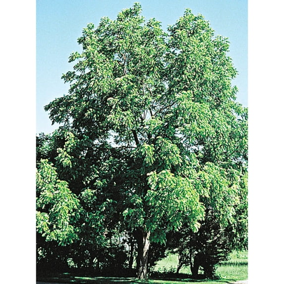 Black Walnut Tree Dormant Bare Root Starter Shade Tree (1-Pack)
