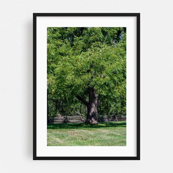 Black Walnut Tree - Gettysburg Pennsylvania Photography Nature Woodland Forest Rural Scenic Pastoral Black Framed Wall Art Print 6 x 8 inches
