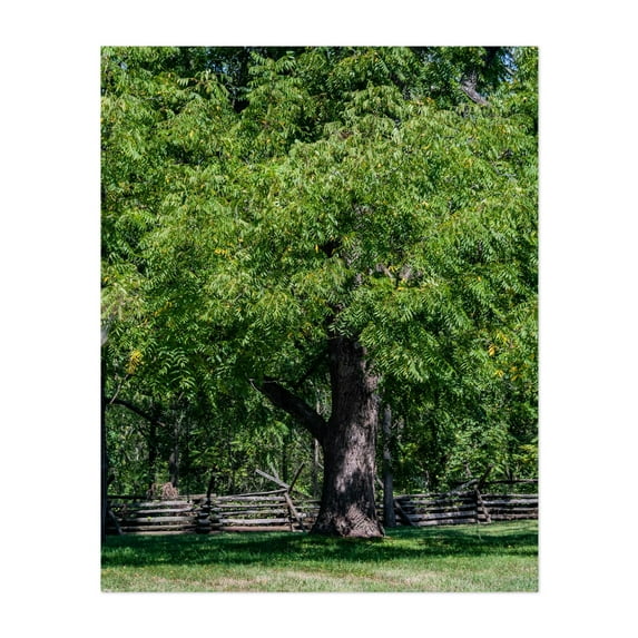 Black Walnut Tree - Gettysburg Pennsylvania Photography Nature Woodland Forest Rural Scenic Pastoral Unframed Wall Art Print 9 x 12 inches