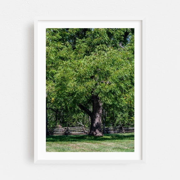 Black Walnut Tree - Gettysburg Pennsylvania Photography Nature Woodland Forest Rural Scenic Pastoral White Framed Wall Art Print 24 x 36 inches