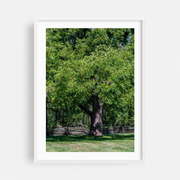 Black Walnut Tree - Gettysburg Pennsylvania Photography Nature Woodland Forest Rural Scenic Pastoral White Framed Wall Art Print 5 x 7 inches