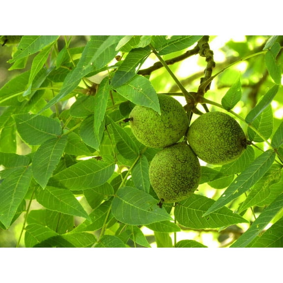 Black Walnut Tree Quart Pot