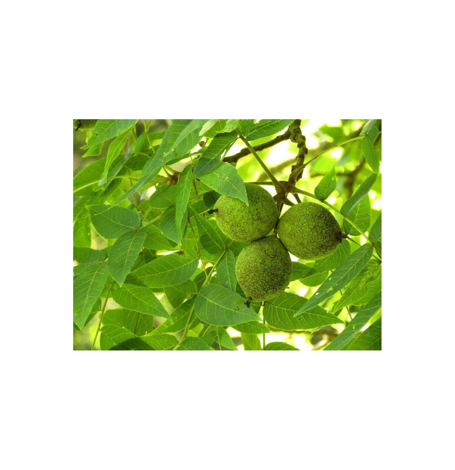 Black Walnut Tree Quart Pot