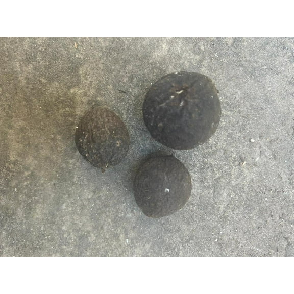 Organic Black Walnuts for Ritual Baths (3 Black Walnuts in Black Hulls)