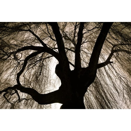 Black Weeping Willow Tree Cuttings for Planting - Rare Black Weeping Willow Trees, Beautiful Arching Canopy, Live Tree Plants for Privacy, Landscaping or Shade (10 Cuttings)