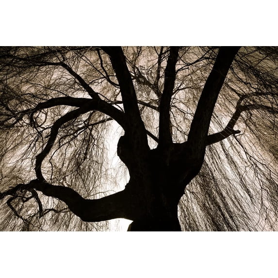 Black Weeping Willow Tree Cuttings for Planting - Rare Black Weeping ...