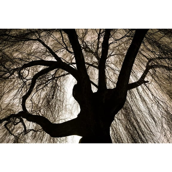 Black Weeping Willow Tree Cuttings for Planting - Rare Black Weeping Willow Trees, Beautiful Arching Canopy, Live Tree Plants for Privacy, Landscaping or Shade (4 Cuttings)