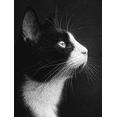 thumbnail image 1 of Black White Cat Portrait Canvas Wall Art Print, Living Room Bedroom Cafe Interior Decor, 1 of 8