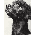 thumbnail image 1 of Black White Curly Poodle Ink Sketch Canvas Print, Pet Dog Lover Classic Home Wall Decor Art, 1 of 8