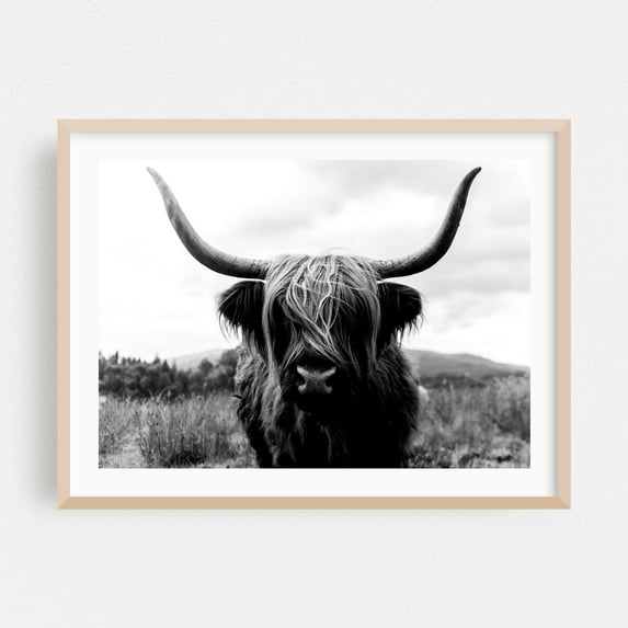 Black And White Highland Majesty - Scotland United Kingdom Photography Highland Cow Black and White Animal Nature Rustic Wildlife Rural Oak Framed Wall Art Print 6 x 8 inches